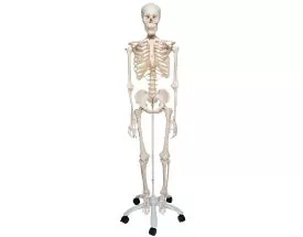 Scheletro classico del corpo umano a grandezza naturale Mediprem